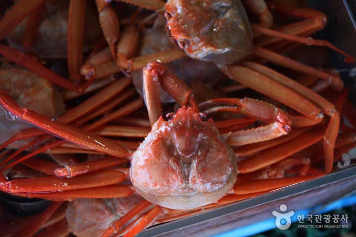 Crabe des neiges rouge - Sokcho, Gangwon, Corée du Sud (https://codecorea.github.io)
