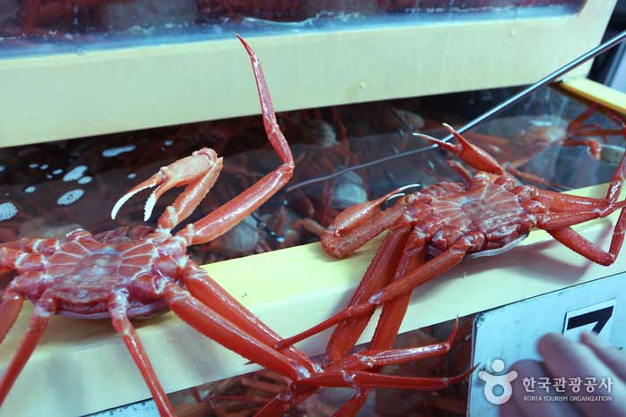 Fast 100% voller roter Krabben - Sokcho, Gangwon, Südkorea (https://codecorea.github.io)