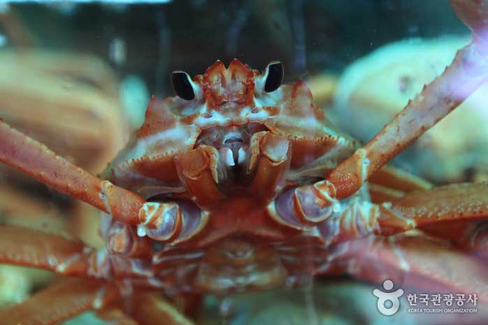 Un crabe des neiges rouge avec une couleur rouge vif comme son nom - Sokcho, Gangwon, Corée du Sud (https://codecorea.github.io)