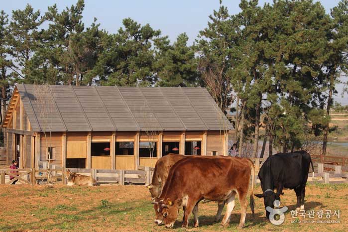 Vaches passant du temps libre à la ferme des animaux - Gochang-gun, Jeonbuk, Corée (https://codecorea.github.io)