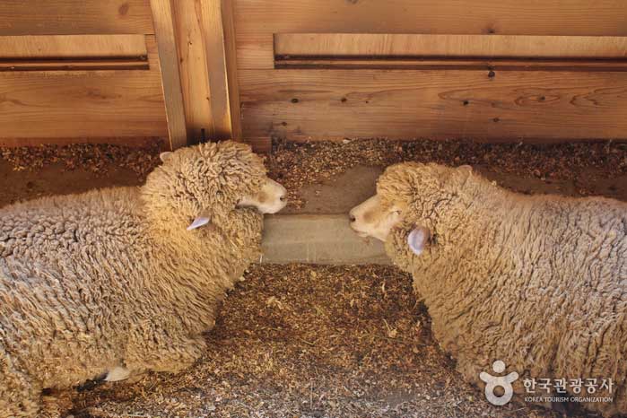 Un couple de moutons ayant une conversation tranquille avec leurs yeux - Gochang-gun, Jeonbuk, Corée (https://codecorea.github.io)