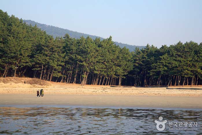 Bosque de pinos en la playa de Maneui, donde se filmó la película <Burn Bungee Jump> - Taean-gun, Corea del Sur (https://codecorea.github.io)