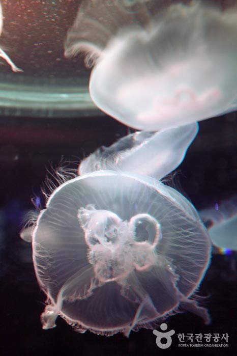 Медуза широко открытая - Донг-гу, Тэгу, Южная Корея (https://codecorea.github.io)