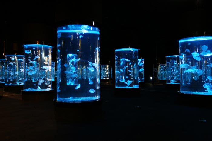 Fantastic view of the jellyfish aquarium - Dong-gu, Daegu, South Korea (https://codecorea.github.io)