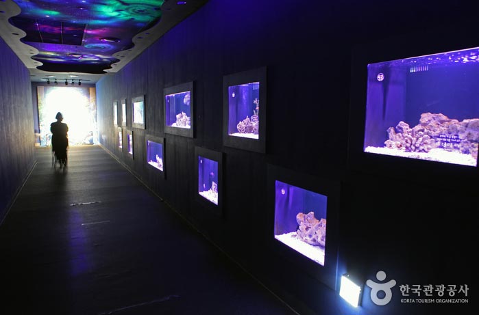 In dem an den Tunnel erinnernden Durchgang wurde ein Aquarium aufgestellt. - Dong-gu, Daegu, Südkorea (https://codecorea.github.io)