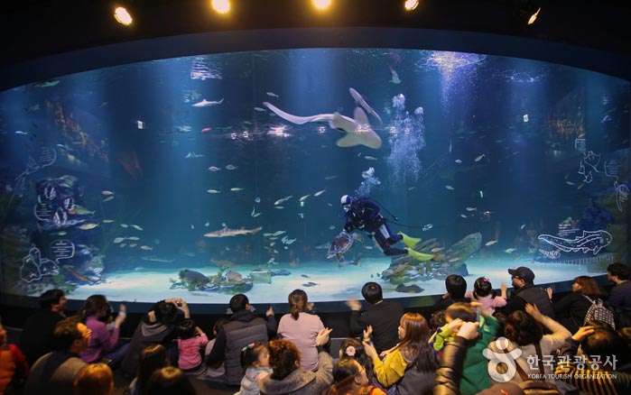 ¡Hay un mar en Daegu! Alive Aquarium Daegu - Dong-gu, Daegu, Corea del Sur