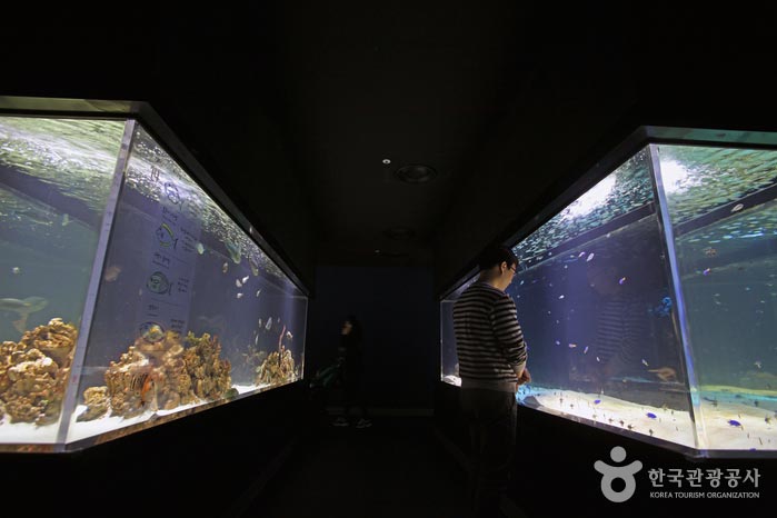 Meeresökosysteme in langen Tanks - Dong-gu, Daegu, Südkorea (https://codecorea.github.io)