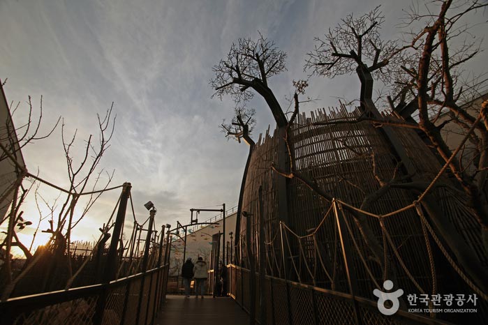 Unter den Affenbrotbäumen befindet sich ein Holzdeck. - Dong-gu, Daegu, Südkorea (https://codecorea.github.io)