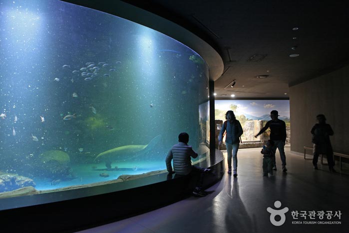 Состояние ламантинового аквариума - Донг-гу, Тэгу, Южная Корея (https://codecorea.github.io)