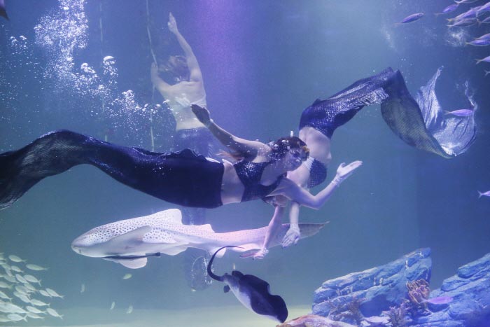Une représentation de la sirène bleue <Photo gracieuseté de Alive Aquarium> - Dong-gu, Daegu, Corée du Sud (https://codecorea.github.io)