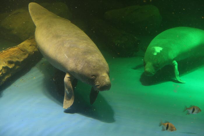 Lamantin appréciant la natation <Photo gracieuseté de Alive Aquarium> - Dong-gu, Daegu, Corée du Sud (https://codecorea.github.io)
