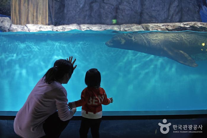 Mutter mit Kind, das kalifornischen Seelöwen betrachtet - Dong-gu, Daegu, Südkorea (https://codecorea.github.io)