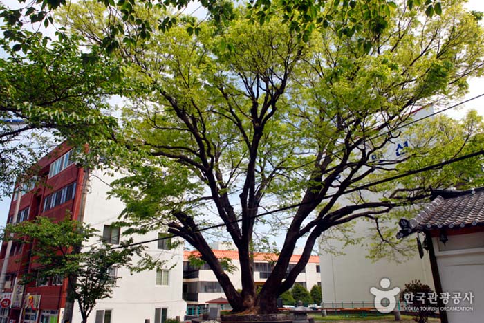Tangshan tree that raises sugar acid compound every year - Tongyeong, Gyeongnam, Korea (https://codecorea.github.io)