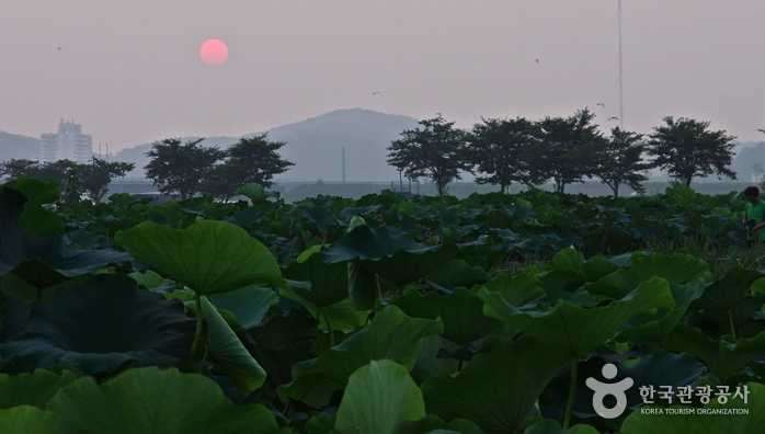Der Sonnenuntergang Lotus Themenpark - Siheung, Gyeonggi-do, Korea (https://codecorea.github.io)