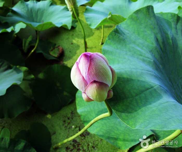 Fleur de lotus qui fleurit dans le canyon - Siheung, Gyeonggi-do, Corée (https://codecorea.github.io)
