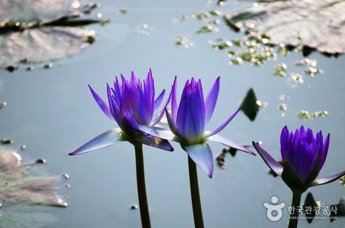 Tropical water lily - Siheung, Gyeonggi-do, Korea (https://codecorea.github.io)