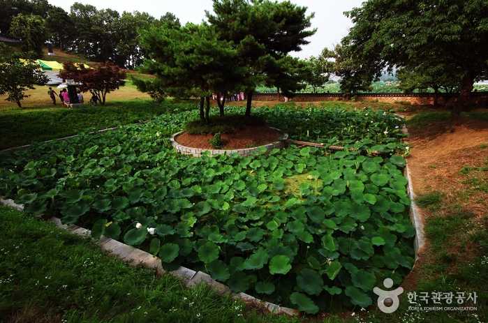 Parc à thème Siheung Lotus (Gwangokji) et parc écologique des zones humides d'Incheon Sorae - Siheung, Gyeonggi-do, Corée