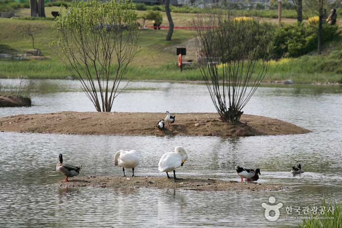 Дикие птицы на территории центра водно-болотных угодий - Сунчхон, Чоннам, Корея (https://codecorea.github.io)