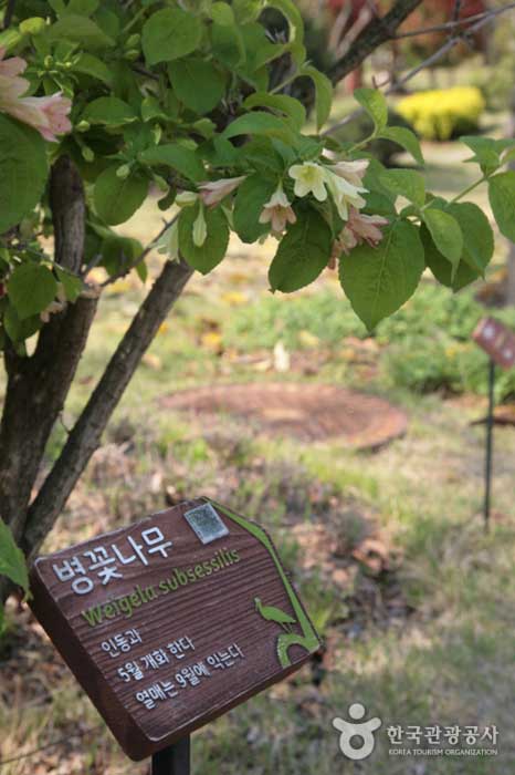 Código QR de supervisión de árbol - Suncheon, Jeonnam, Corea (https://codecorea.github.io)