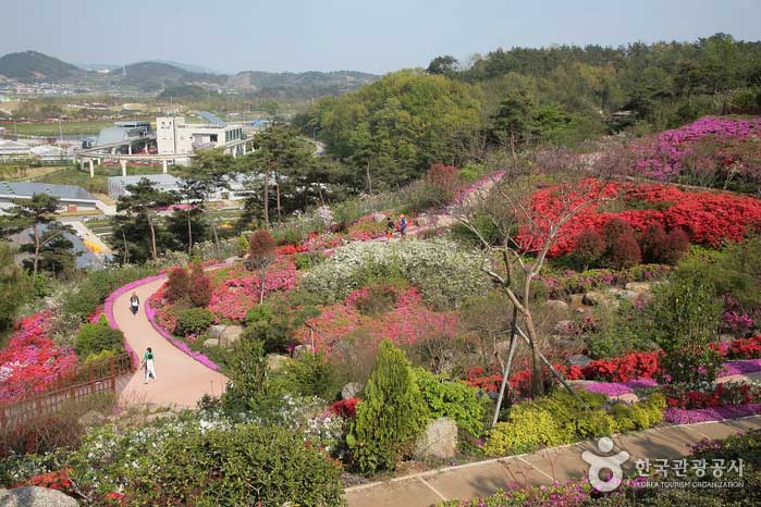 Paisaje del jardín de azalea - Suncheon, Jeonnam, Corea (https://codecorea.github.io)