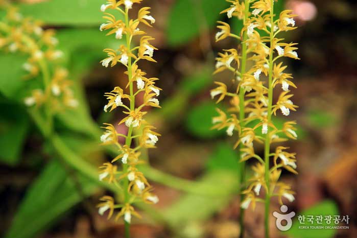 Orquídea de papa - Namyangju, Corea del Sur (https://codecorea.github.io)