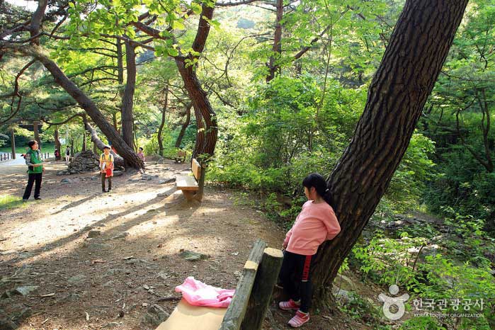 Kinder spielen im Wald am Eingang des Sujinsa-Platzes - Namyangju, Südkorea (https://codecorea.github.io)