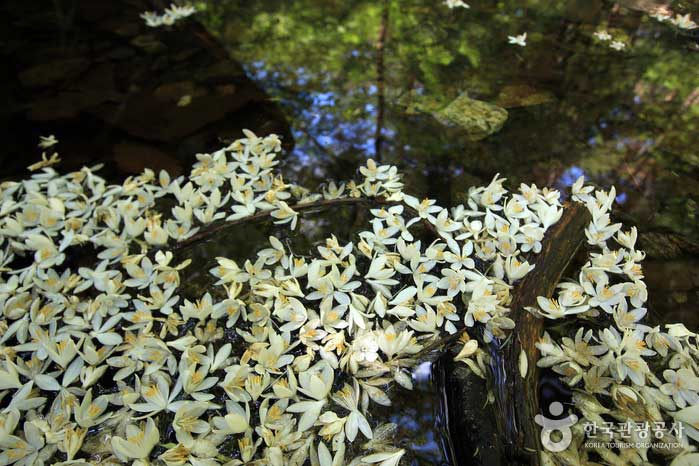 Fleur de camélia blanc recouvert d'eau de vallée - Namyangju, Corée du Sud (https://codecorea.github.io)
