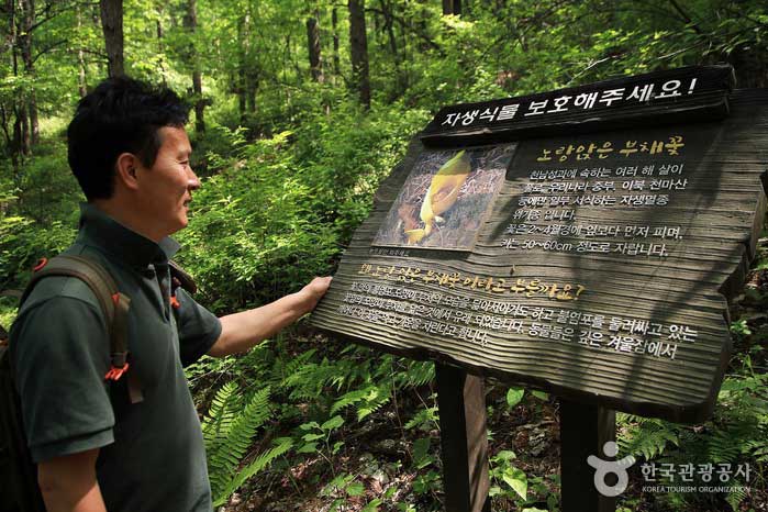Hiker смотря знак защиты долга желтого усаживания задолженности - Намянджу, Южная Корея (https://codecorea.github.io)
