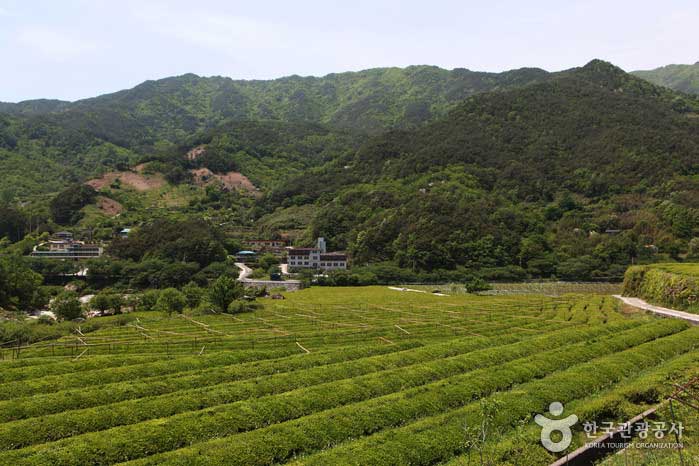 Plantation de thé sauvage Hadong avec un arôme et un goût subtils - Hadong-gun, Gyeongnam, Corée (https://codecorea.github.io)