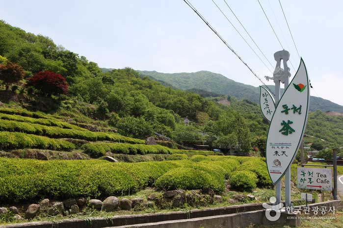 Hadongs Teefelder winken mit grünen Wellen - Hadong-Pistole, Gyeongnam, Korea (https://codecorea.github.io)