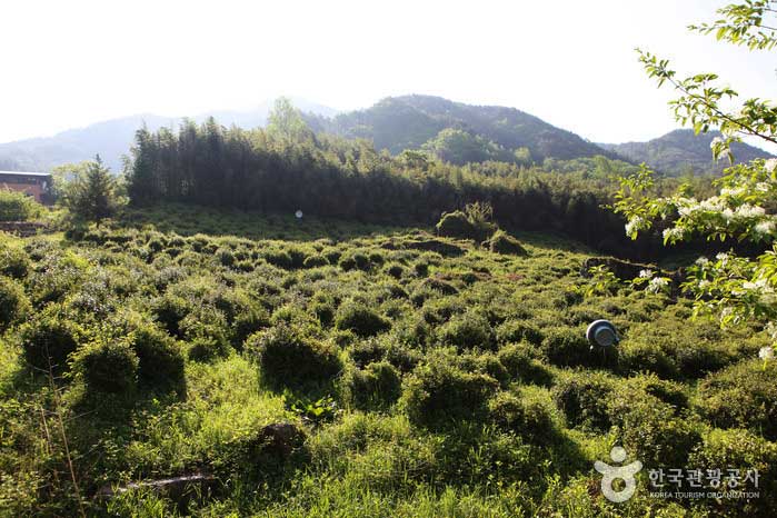 Wilder Teegarten am Ssanggyesa Teeteich - Hadong-Pistole, Gyeongnam, Korea (https://codecorea.github.io)