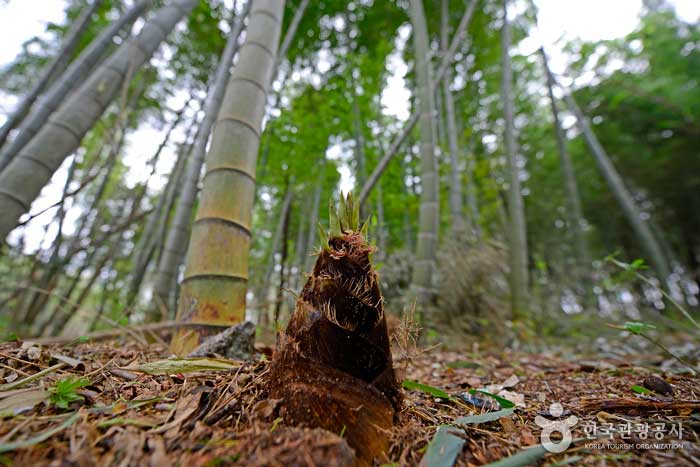 Los brotes de bambú que se encuentran en el bosque de duendes se parecen a las astas - Gochang-gun, Jeonbuk, Corea (https://codecorea.github.io)