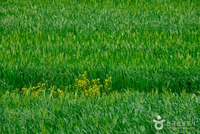 青い大麦と菜の花は独特です。 - 全羅北道高昌郡 (https://codecorea.github.io)