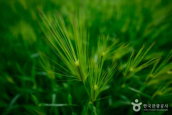 青大麦は若い大麦を指します - 全羅北道高昌郡 (https://codecorea.github.io)