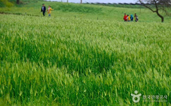 緑の大麦は厳しい冬を克服しました - 全羅北道高昌郡 (https://codecorea.github.io)