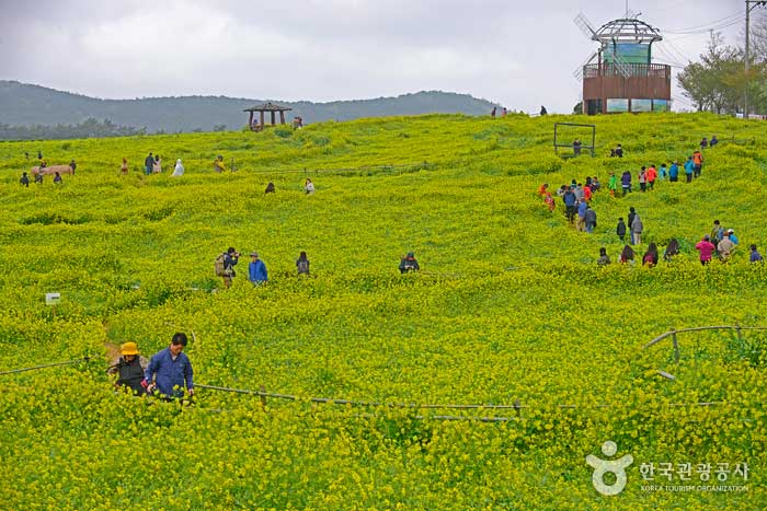 Les fleurs de colza sont une autre star du Gochang Blue Barley Field Festival. - Gochang-gun, Jeonbuk, Corée (https://codecorea.github.io)