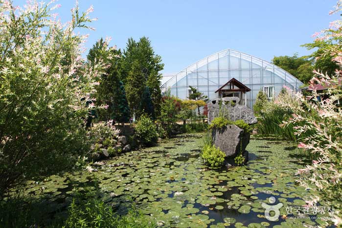 Ponds filled with outdoor gardens - Wonju, Gangwon, South Korea (https://codecorea.github.io)