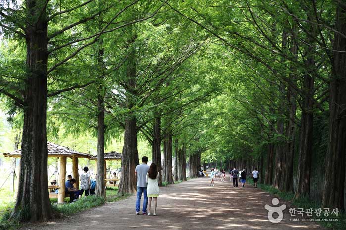 Metasequoia Garosu-gil, ein Sommerspaziergang - Suncheon, Jeonnam, Korea (https://codecorea.github.io)