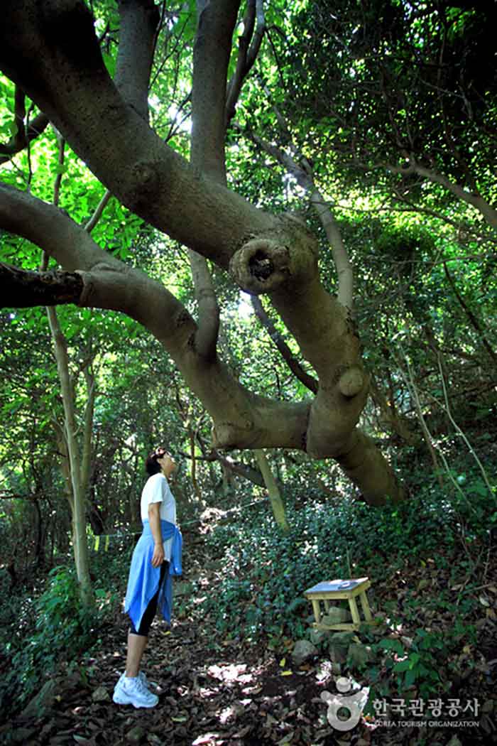 Un arbre épais appelé grand-mère arbre - Goheung-gun, Jeonnam, Corée (https://codecorea.github.io)