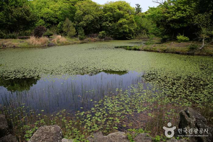 Humedales de cortacésped distantes designados como humedales Ramsar - Jeju, Corea del Sur (https://codecorea.github.io)