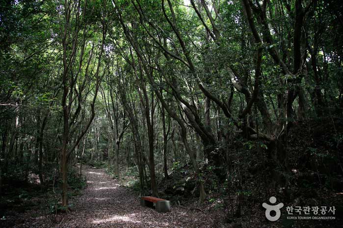 Camino forestal lleno de verde - Jeju, Corea del Sur (https://codecorea.github.io)