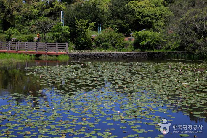 Sunbahn Pond Scenery - Jeju, Corea del Sur (https://codecorea.github.io)
