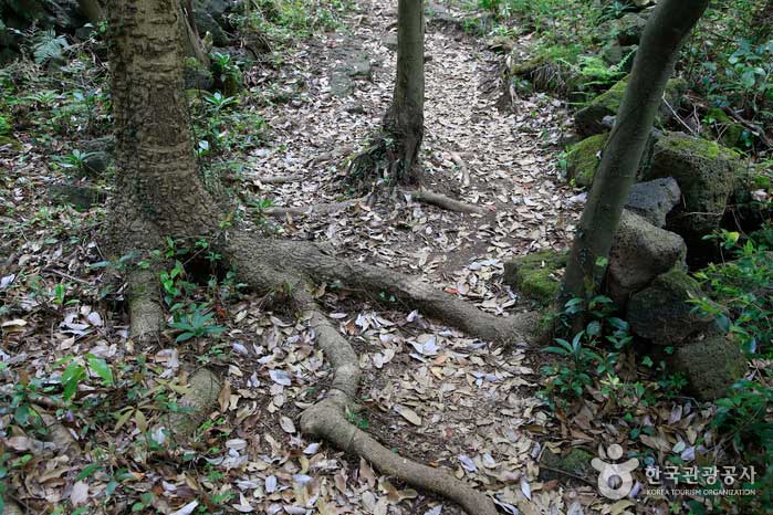 Raíces de los árboles expuestos al suelo - Jeju, Corea del Sur (https://codecorea.github.io)