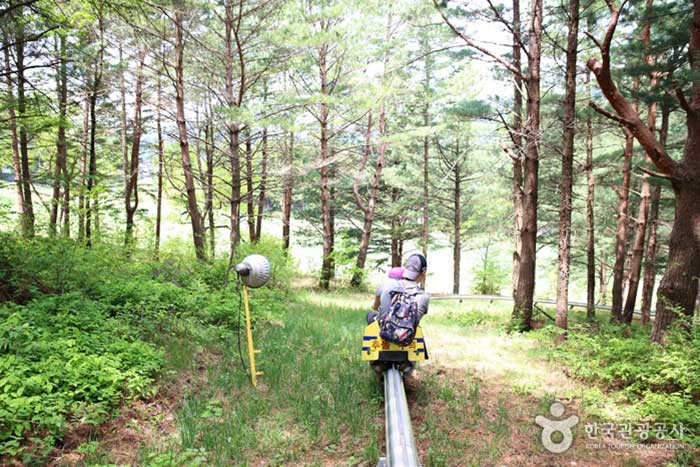 Cabalga por el bosque en una montaña rusa - Pyeongchang-gun, Gangwon, Corea del Sur (https://codecorea.github.io)