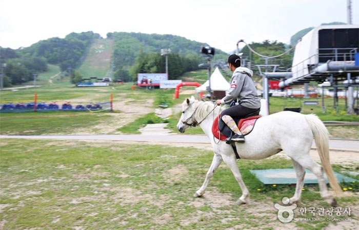 Hay varias experiencias como montar a caballo por el prado. - Pyeongchang-gun, Gangwon, Corea del Sur (https://codecorea.github.io)