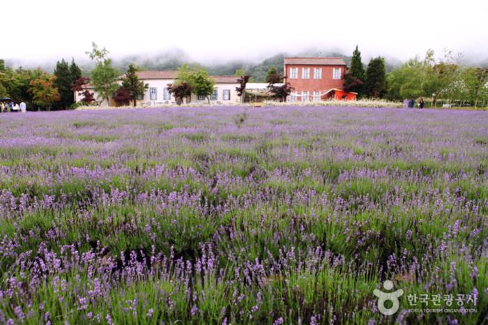 A fragrance filled with tears, Goseong Honey Lavender Farm - Goseong-gun, Gangwon-do, Korea
