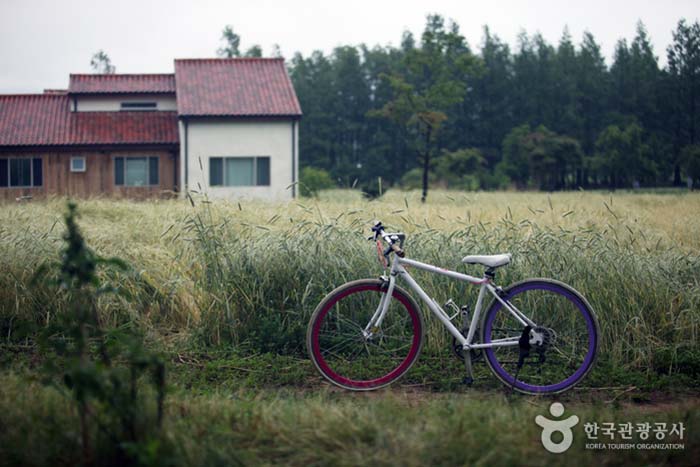 Ruedas de bicicleta que recuerdan a lavanda y amapola - Goseong-gun, Gangwon-do, Corea (https://codecorea.github.io)