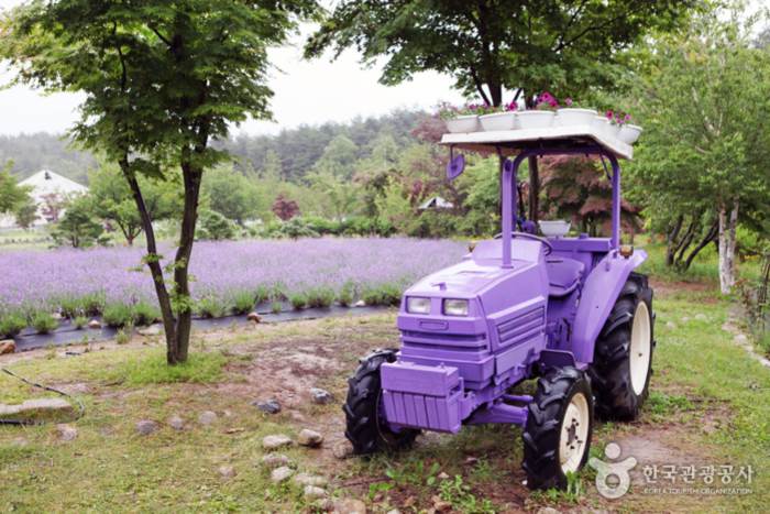 Tracteur lavande - Goseong-gun, Gangwon-do, Corée (https://codecorea.github.io)