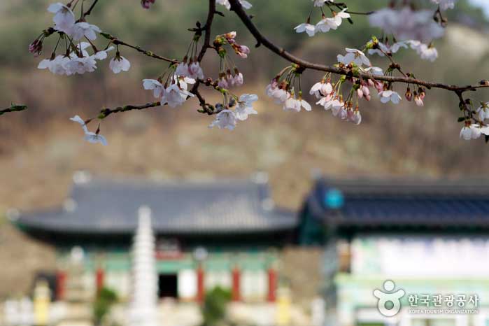 Flores de cerezo que florece frente al Templo Dorado - Jinan-gun, Jeollabuk-do, Corea (https://codecorea.github.io)