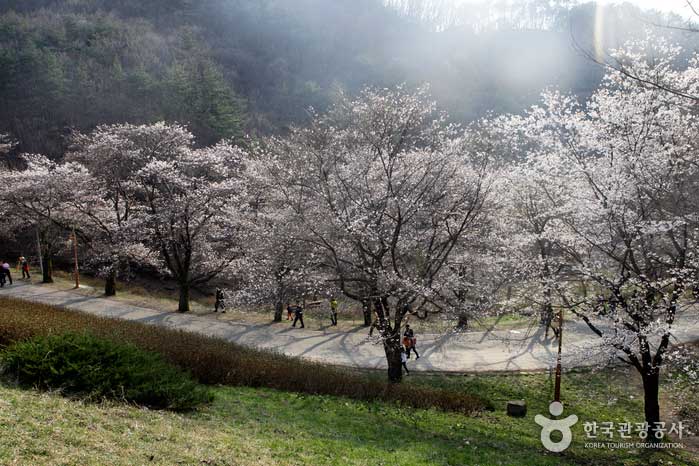 “櫻花結局”正在通往托普薩和麥山櫻花道 - 韓國全羅北道濟南郡